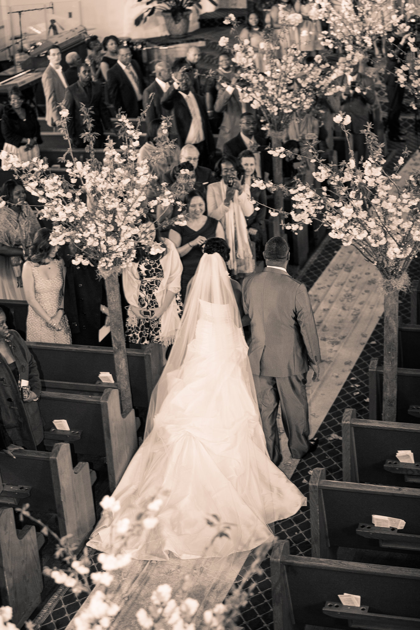 A bride walks the aisle in sepia tone, guests standing among blossom branches